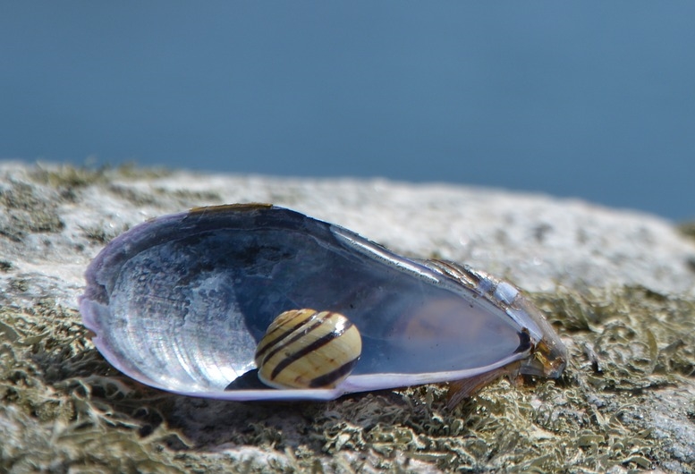 Моллюски в озере. Жемчужница моллюск. Даурская Жемчужница. Европейская Жемчужница. Перловица моллюск жемчуг.